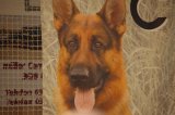 Schweizermeisterschaft Schäferhunde-Club